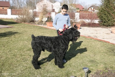 Max, černý ruský teriér (3.5 roku, 53 kg)