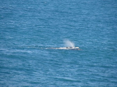 Velryba - Southern Right Whale