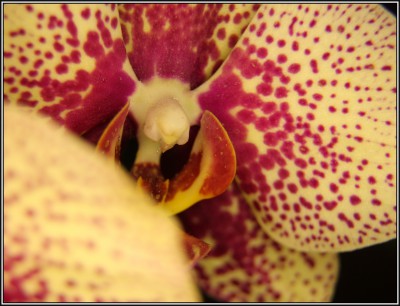 orchidea 12 mm.JPG